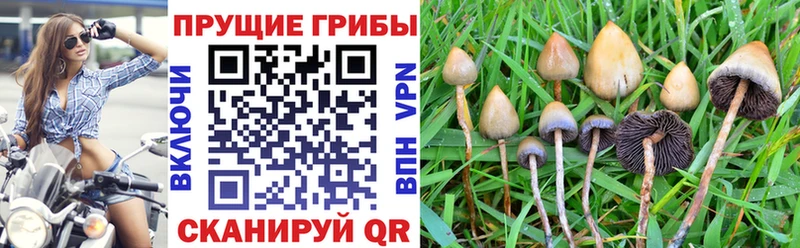 blacksprut tor  Отрадная  Галлюциногенные грибы ЛСД 